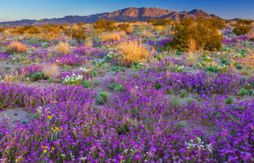 VC_WildflowerForecast_Stock_RF_562571195_1280x640 VC_WildflowerForecast_Stock_RF_562571195_1280x640