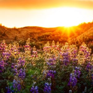 Sunset Flower Field Landscape Flowers Fields Mountain Sun Wallpaper Gallery