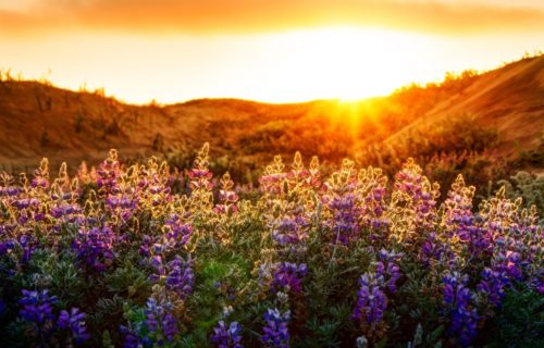 Sunset Flower Field Landscape Flowers Fields Mountain Sun Wallpaper Gallery Sunset Flower Field Landscape Flowers Fields Mountain Sun Wallpaper Gallery